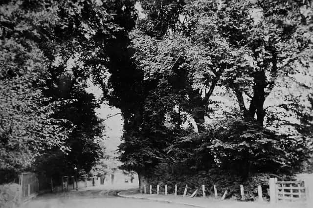 Overshadowed by towering elm trees, this was Locksway Road, Milton, Portsmouth, when it was Milton Lane. Picture: Barry Cox postcard collection.