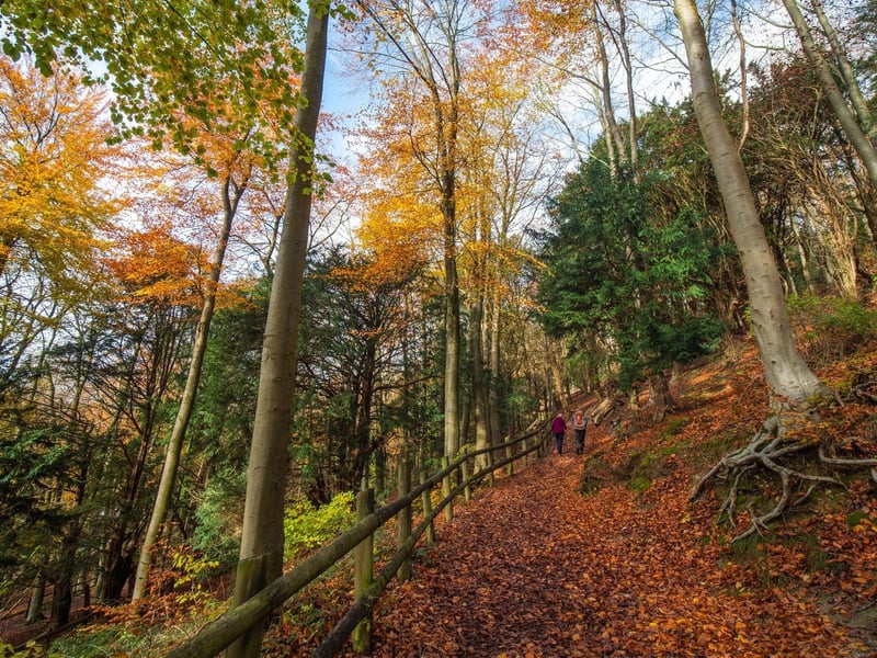 Queen Elizabeth Country Park has it all with woods to explore, a park, an assault course, bike trails and even a dog wash for your four-legged friends which makes it the perfect place to visit in the winter with all of the family.
Picture: Sam Moore