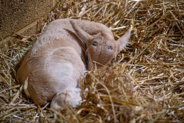 Guests at Marwell Zoo got to witness the birth of a Critically Endangered addax calf.
Picture credit: Marwell Zoo