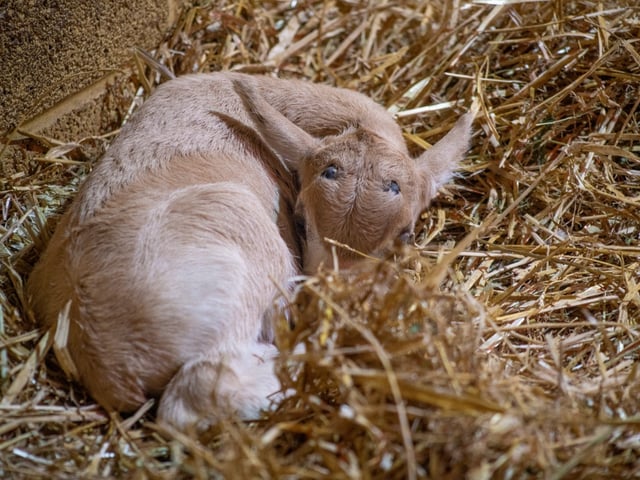Guests at Marwell Zoo got to witness the birth of a Critically Endangered addax calf.
Picture credit: Marwell Zoo