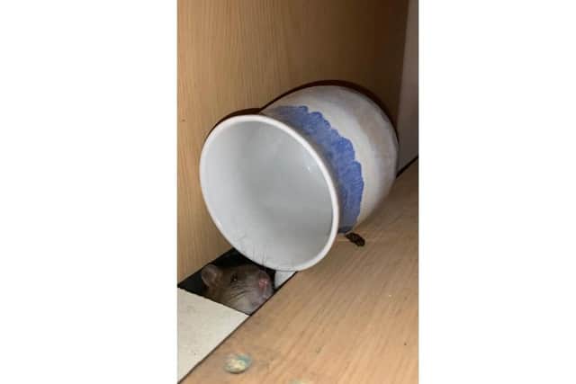 Previous tenants of 14 Margate had previously photographed how rats had made themselves at home. Picture: Izzy Boreham.