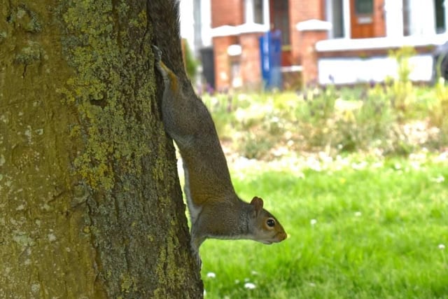 This squirrel surely posed for Sean when he saw it in Baffins!