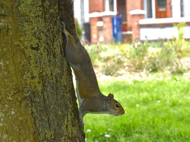 This squirrel surely posed for Sean when he saw it in Baffins!