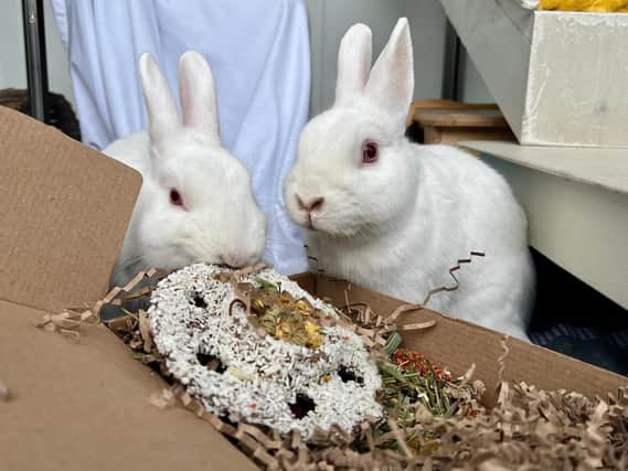 Holly and Eve have reached the milestone of 365 days in the RSPCA Solent Branch's care.
Pictured: Holly and Eve eating anniversary treats organised by the team at the Stubbington Ark.
