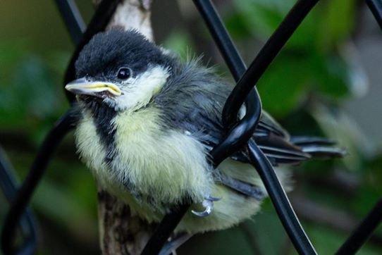 Lockdown wildlife: A cute baby great tit says hello to Tony Hicks. 