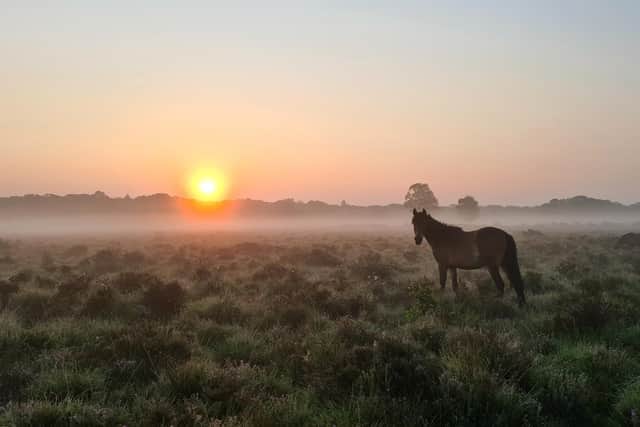 New Forest National Park was crowned as the best in Europe in TripAdvisor's Traveller's Choice Awards 2022. Picture: Alex Yorke.