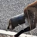 This "elusive" fox has been seen with plastic tubing stuck round its neck. Picture: Debra Jessie