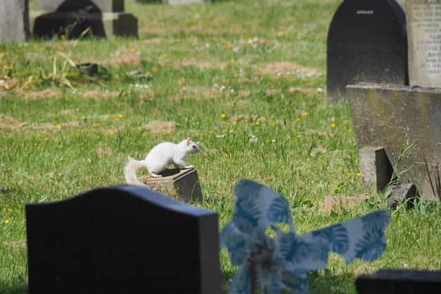 Steve Patten said he was 'very lucky' to get the shots of the animal with the rare condition in Kingston Cemetary, Portsmouth. Pictures: Steve Patten