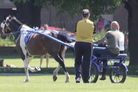 A horse and cart briefly stops play at Havant Park. Picture by Tim Rogers