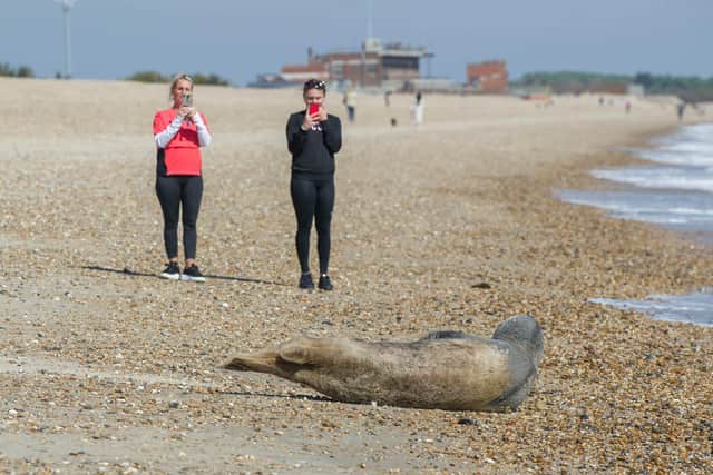 Seal washed ashore on Eastney beach at Wednesday 15 April 2020. Picture: Habibur Rahman