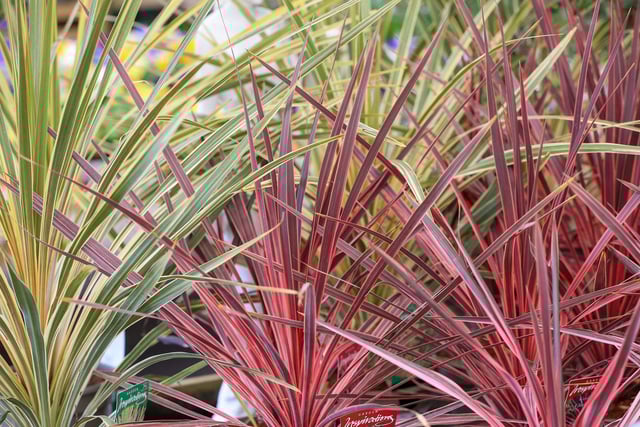 The garden centre has opened at the former site of Dobbies and stocks a large range of plants. Picture: Chris Moorhouse (150325-027)