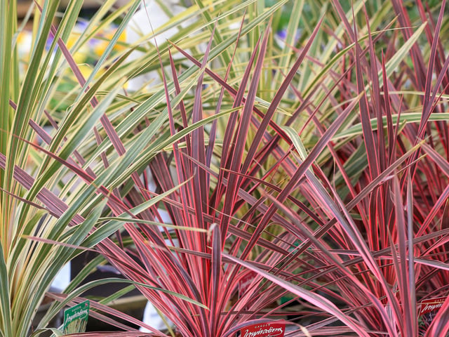 The garden centre has opened at the former site of Dobbies and stocks a large range of plants. Picture: Chris Moorhouse (150325-027)