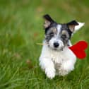 A website created for doggy dating (photo: Adobe)