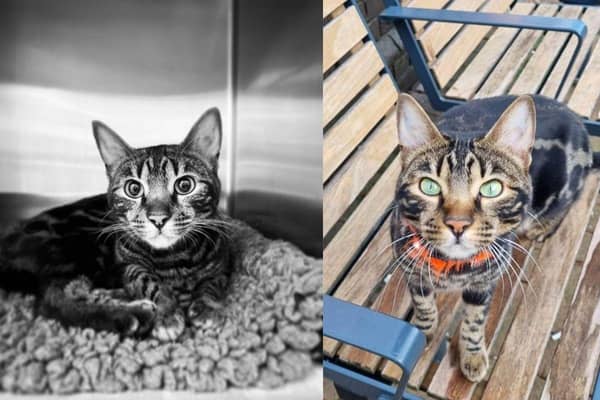Tilly the Bengal cat has sadly died, leaving the community devastated.