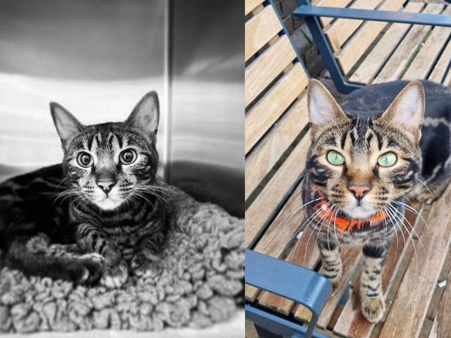 Tilly the Bengal cat has sadly died, leaving the community devastated.