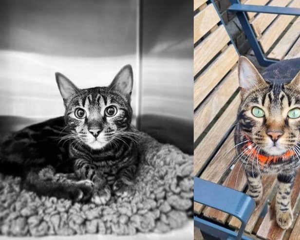 Tilly the Bengal cat has sadly died, leaving the community devastated.