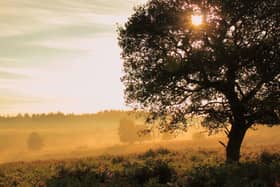 Golden haze. The tree appeared to stand out against the mist and early morning sunlight creating a very Autumnal and timeless scene.