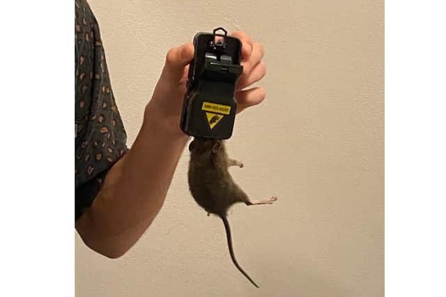 Rats have been a persistent problem for students in 63 Fawcett Road. Picture: Violet Alikhani