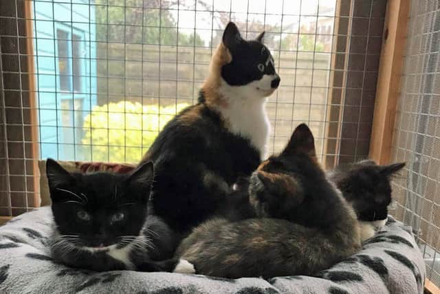 Oreo, Tilly, Georgie and Sooty who were a surprise litter that their owners couldnt keep