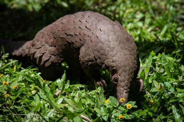 A white-bellied pangolin rescued from traffickers Picture: Getty