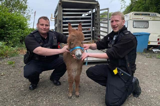 Moon the baby donkey with police officers from Hampshire and Isle of Wight Constabulary.