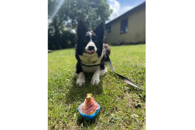 Beaulah, an eight-year-old border collie, is looking for experienced owners after living at Stubbington Ark RSPCA for a year