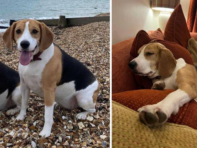 Poppy the beagle escaped from her home in Stubbington on Friday afternoon. Picture: Julie Fuge