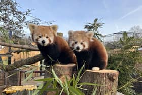 Marwell is thrilled to announce the arrival of a fluffy new addition who has already stolen the hearts of people around the world.
Tashi, an endangered red panda, is settling into his new home at Marwell Zoo after arriving from Paradise Wildlife Park in Hertfordshire today.
Picture: Paradise Wildlife Park