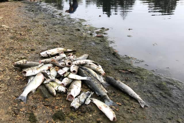 Hundreds of fish died in Alver Creek during the heatwave last summer. Picture: Richard Lemmer