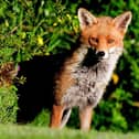 Here's looking at you: Russell Stevens was in the right place at the right time to snap this superb shot of a fox.