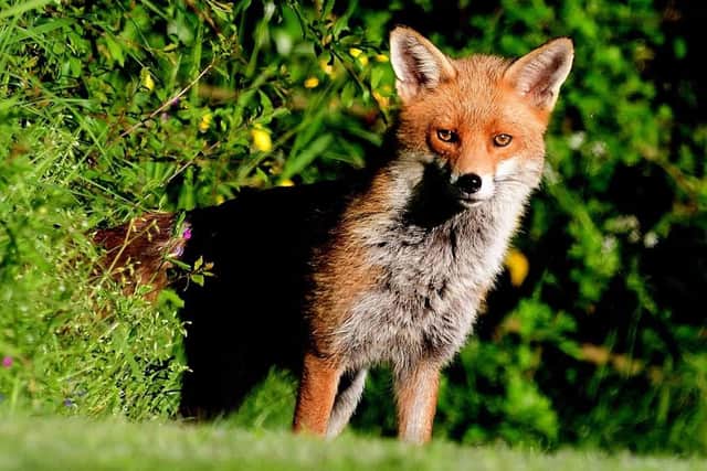 A picture of a fox captured by Russell Stevens.