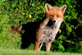 Here's looking at you: Russell Stevens was in the right place at the right time to snap this superb shot of a fox.