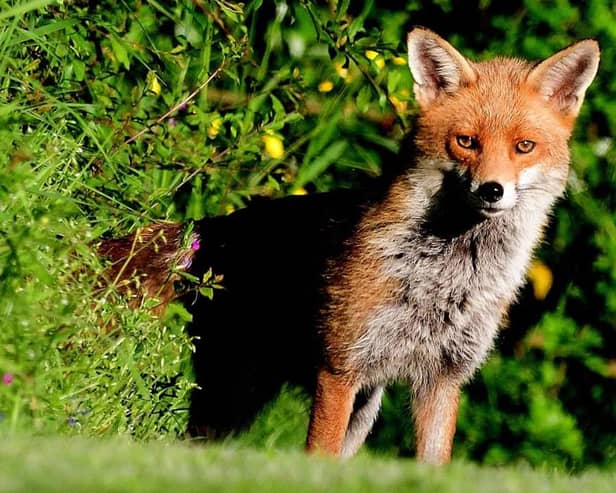 Here's looking at you: Russell Stevens was in the right place at the right time to snap this superb shot of a fox.