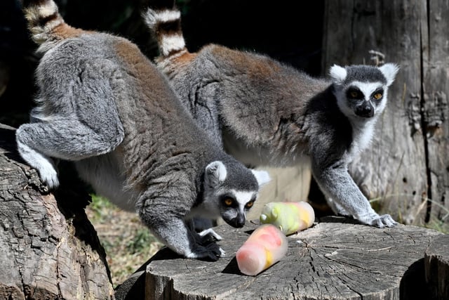 There are two ring-tailed lemurs reported to be in the Havant Borough Council area. Picture: Denis LOVROVIC /AFP via Getty Images.