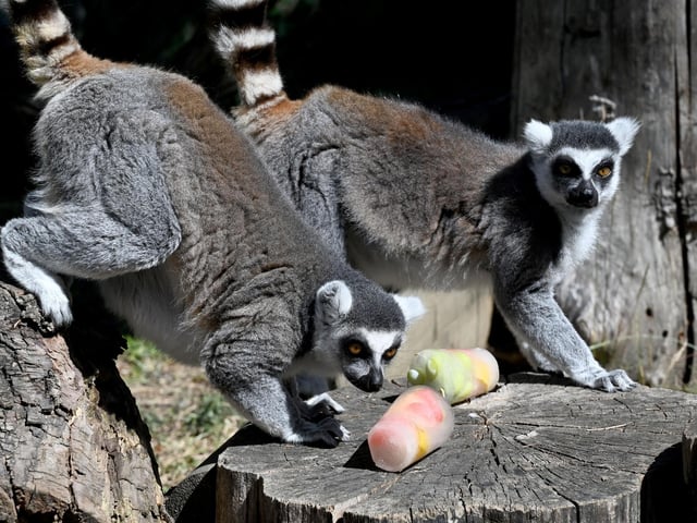 There are two ring-tailed lemurs reported to be in the Havant Borough Council area. Picture: Denis LOVROVIC /AFP via Getty Images.