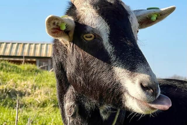 Winnie the goat.