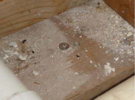 Rodent droppings found on the floor of the Gosport family's home