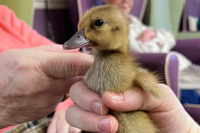 The chicks delighted the residents
