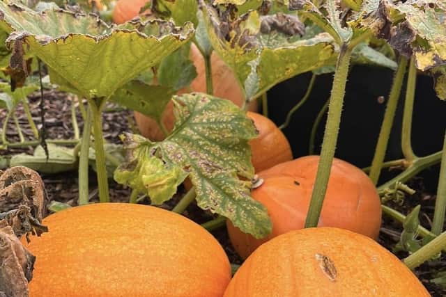 Bad summer weather conditions have made it a difficult year for growing pumpkins.