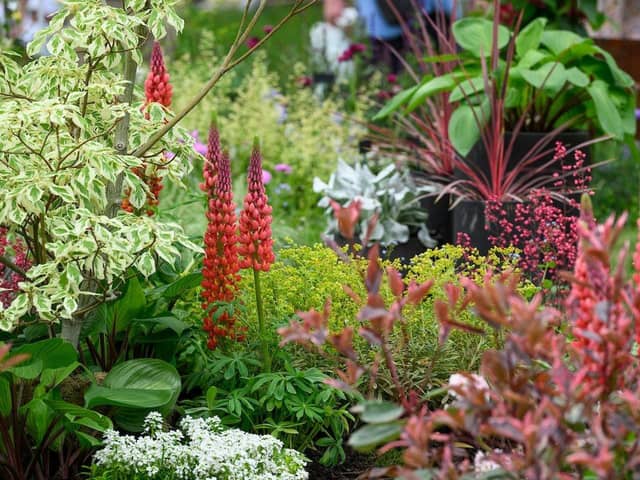The Hillier Experience at the BBC Gardeners' World Spring Fair 2025