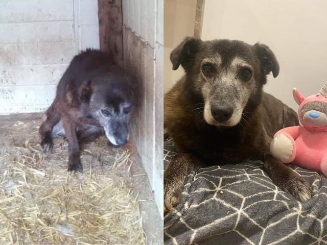 Phoenix Rehoming has helped a number of dogs.
Gabriella was one of sixteen dogs rescued from a terrible shelter. Now she couldn't be happier in her forever home in Southampton, with her little home comforts including teddies like these.
Pictured: Gabrielle Before and After