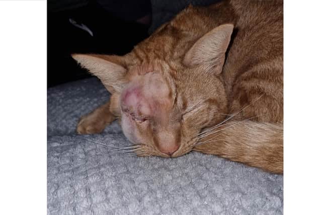 Barney the cat from Denmead after the incident