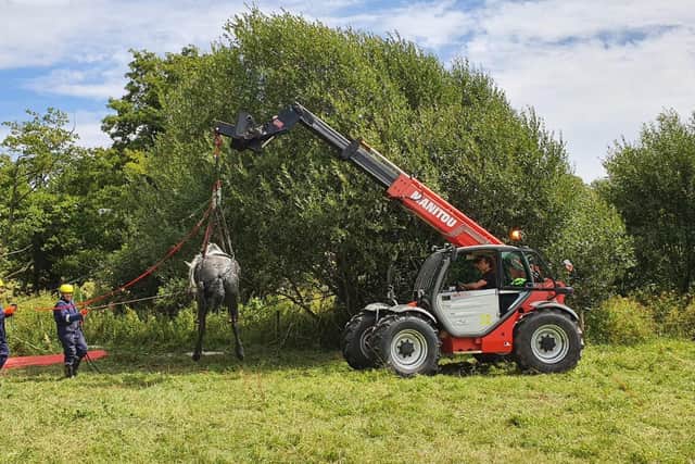 Ronnie the horse is hoisted to safety.