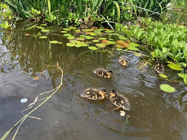 A duck has been seen milling about Southsea Rock Garden lately. These lovely creatures explain why!