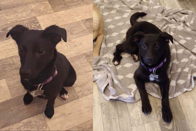 Ebony is a very loving, bouncy enthusiastic pup. The 7-month-old is being fostered in Southampton and she weighs just under 10kg.
She loves exploring new places, she enjoys walks in the forest and loves to sniff around. She is very friendly with both people and dogs. Ebony travels well in the car and has been pub tested.
After her walks she loves curling up in her bed and snoozing. Ebony is fantastic company and will easily bring a smile to anyone’s face.
Ebony knows some basic cues such as sit, down and bed. She pulls a little on the lead so we are working on this alongside her recall. She currently uses a long line when out in the forest and has been making fabulous progress. Ebony is crate trained and sleeps in the kitchen in a crate.
Ebony is looking for her forever home with a loving family who can give her the love and attention she deserves.
Not cat tested but loves other dogs and can be rehomed with children over ten years.
The adoption fee is £425 and to find out what this includes, visit the charity's website.