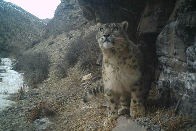 Marwell Zoo is celebrating ten years of International Snow Leopard Day. 
Picture credit: Marwell Wildlife and Institute of Zoology, Kazakhstan and The Wildlife Institute, Beijing Forest University, China.
