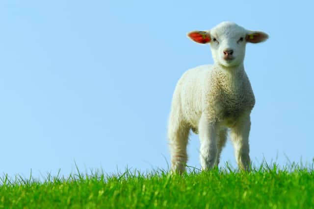 A spring lamb. Shutterstock.