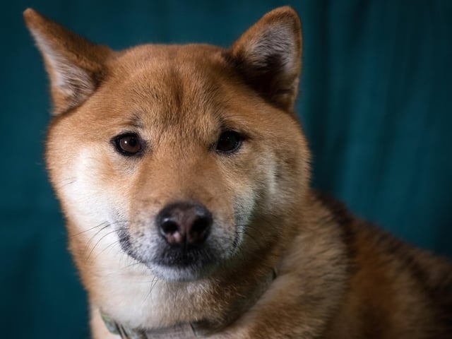 Shiba Inu dogs were featured in 15,956,087 hastags. 
(Photo by Matt Cardy/Getty Images)