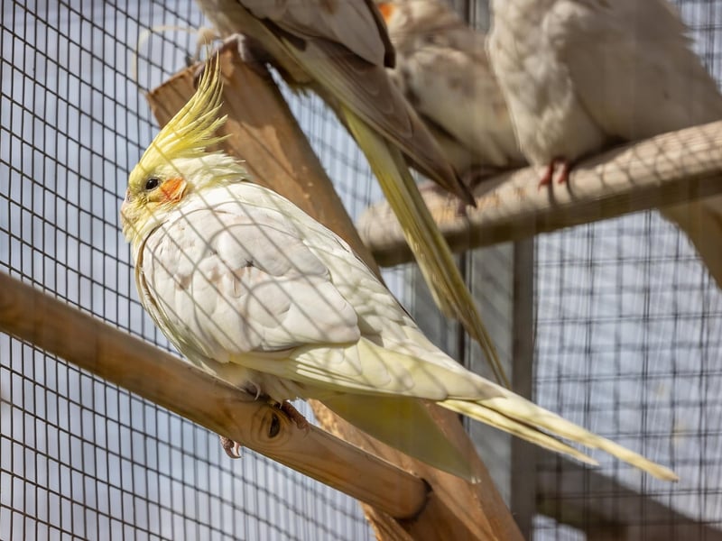 Residents of the aviary at College Park. Picture: Mike Cooter (06042023)