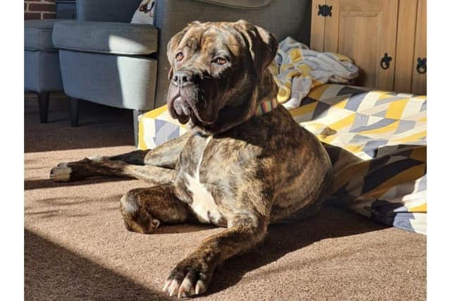 Mazikine got herself in a pickle by swallowing 14 screws which had been accidentally knocked onto the floor under the stairs which is where the owners were building a kennel area for her.